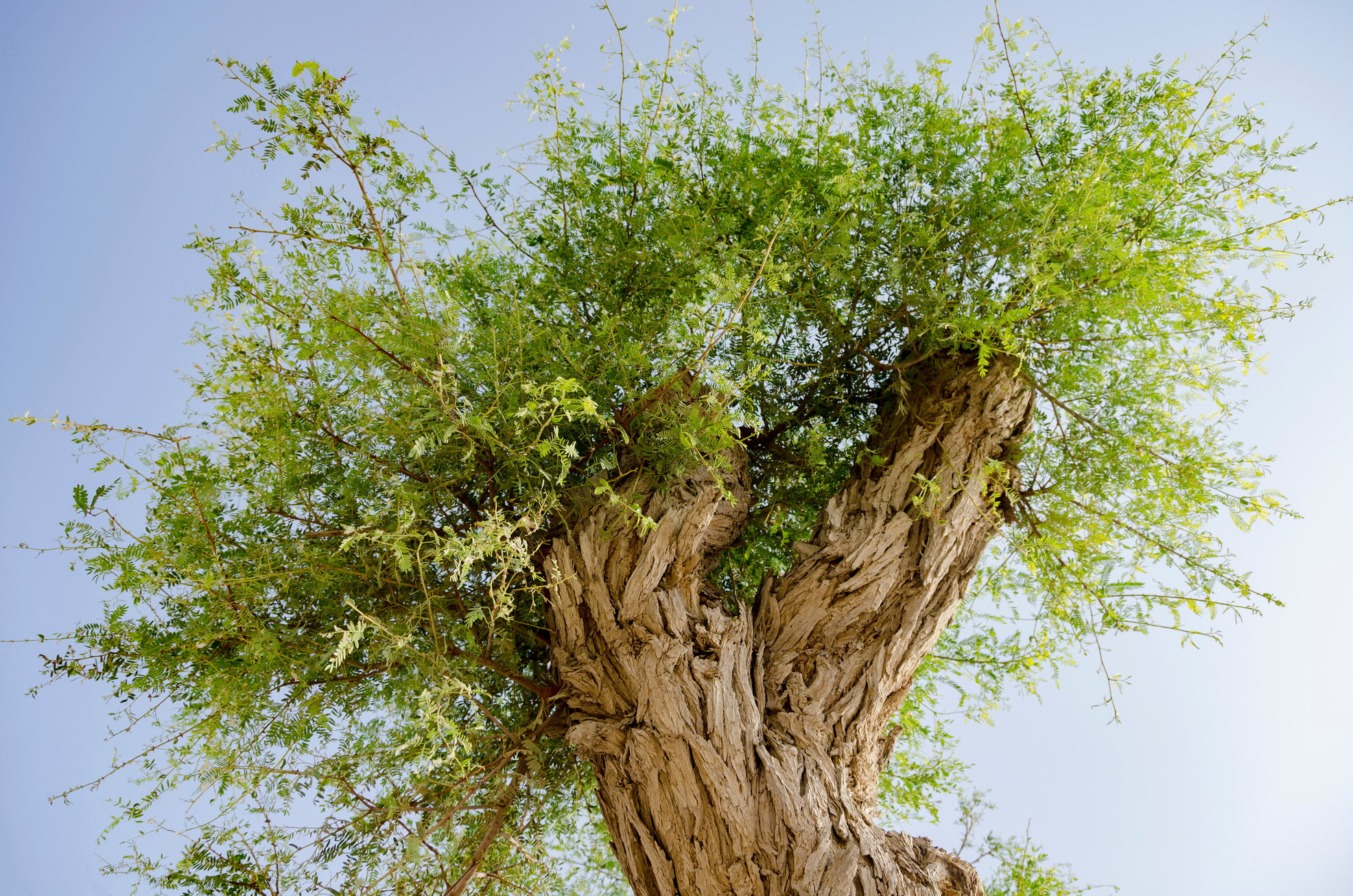 Top section of ghaf tree