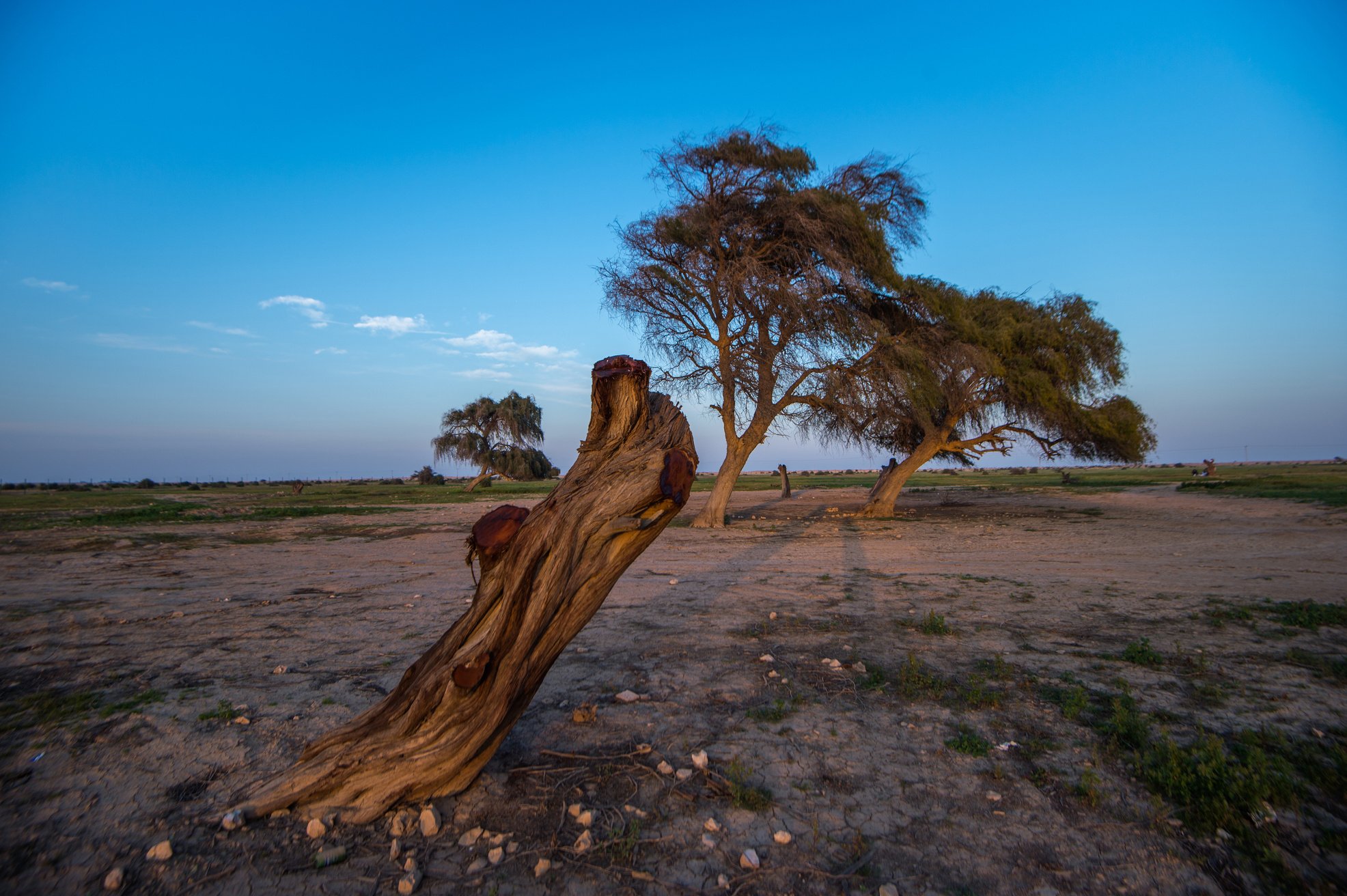 Rawda Al Ghaf Reserve