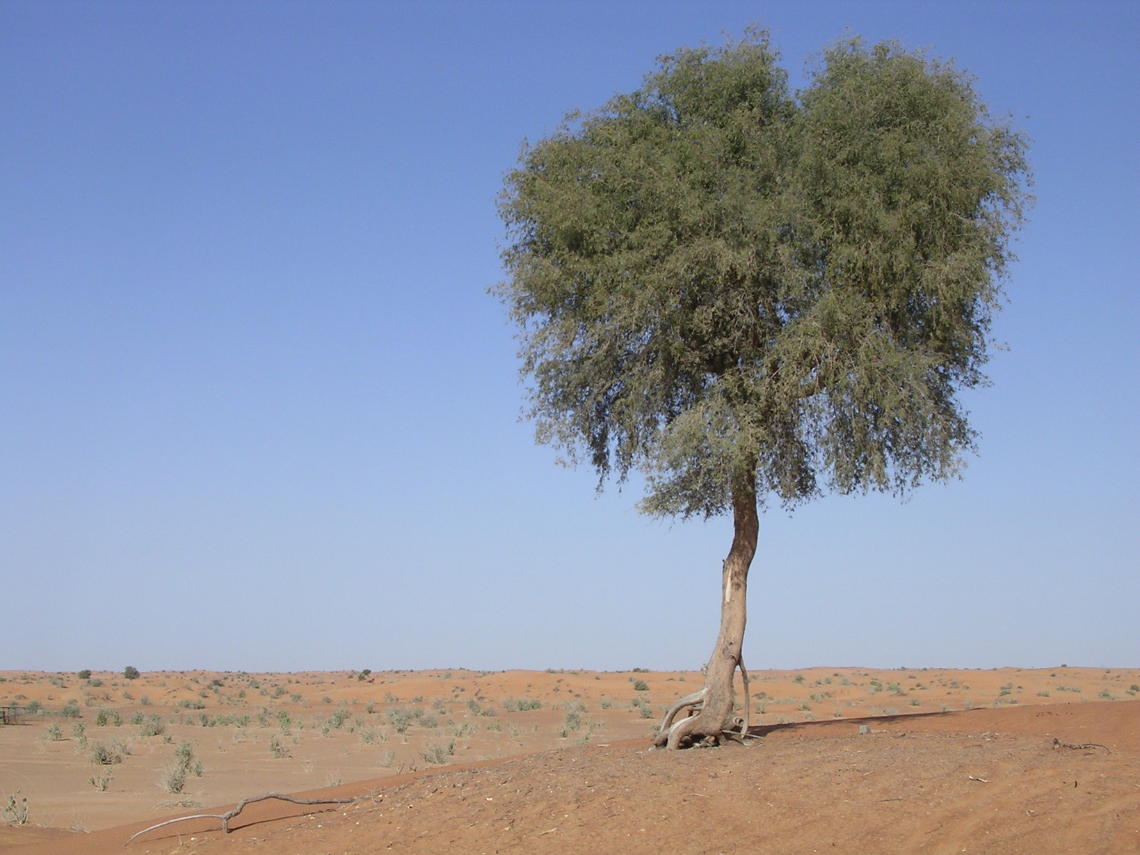 Ghaf tree in desert, United Arab Emirates