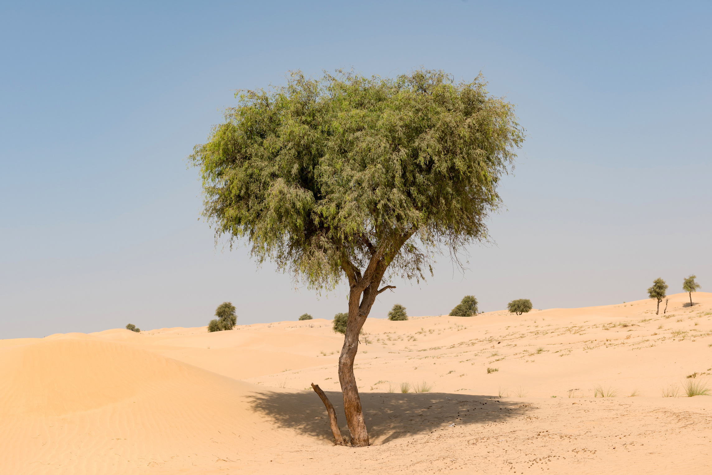 Ghaf tree in desert landscape with blue sky